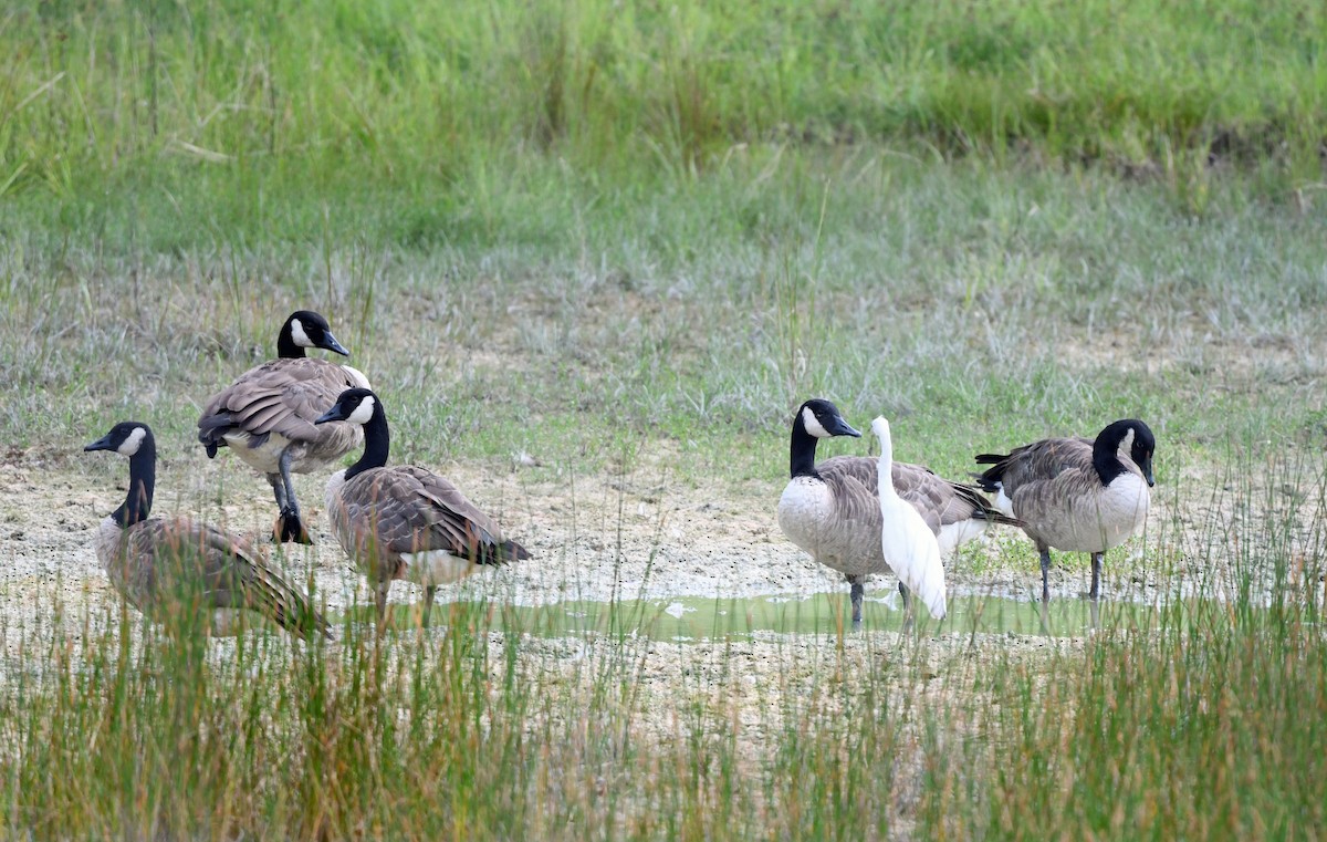 Canada Goose - ML603714451
