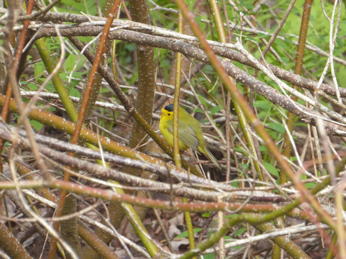 Wilson's Warbler - ML603714481
