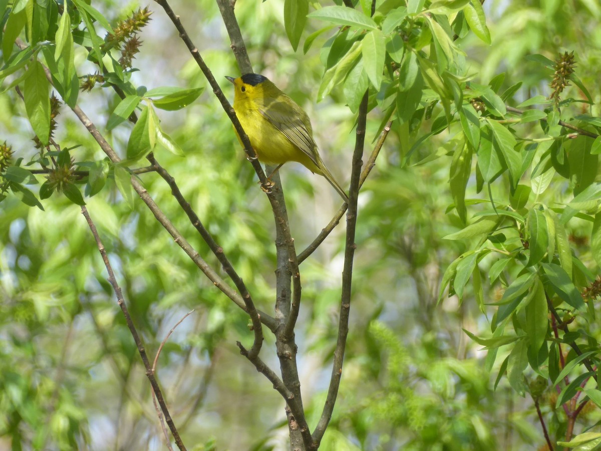 Wilson's Warbler - ML603714491