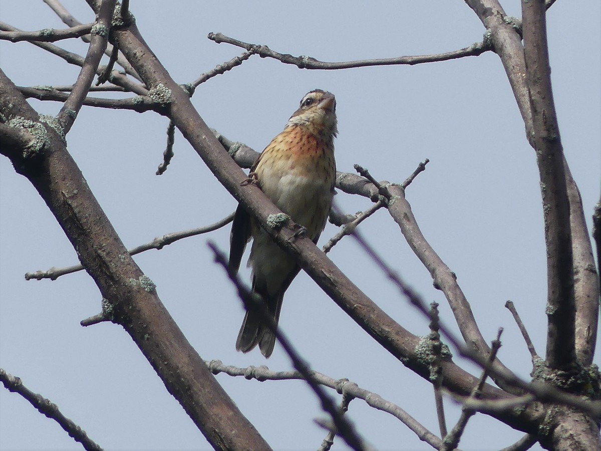 Cardinal à poitrine rose - ML603714901