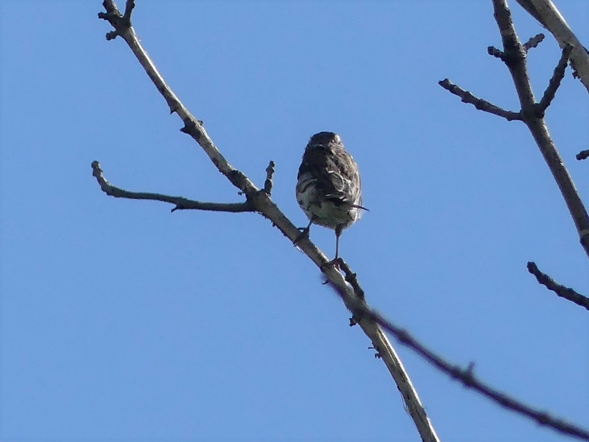 Rose-breasted Grosbeak - ML603714971