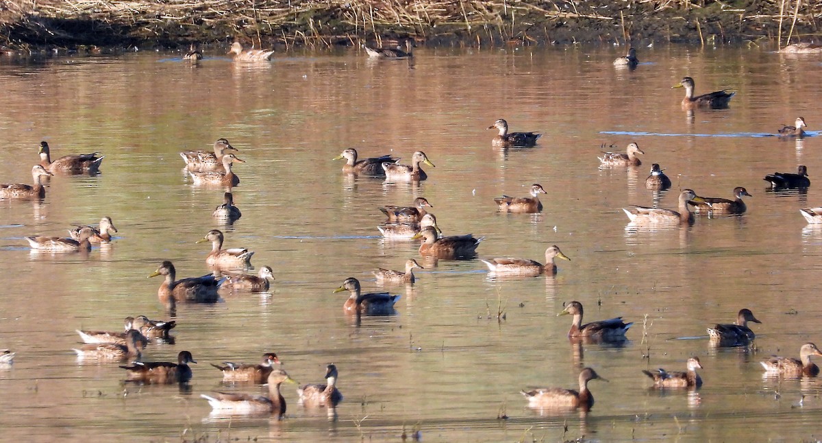 Wood Duck - ML603715351