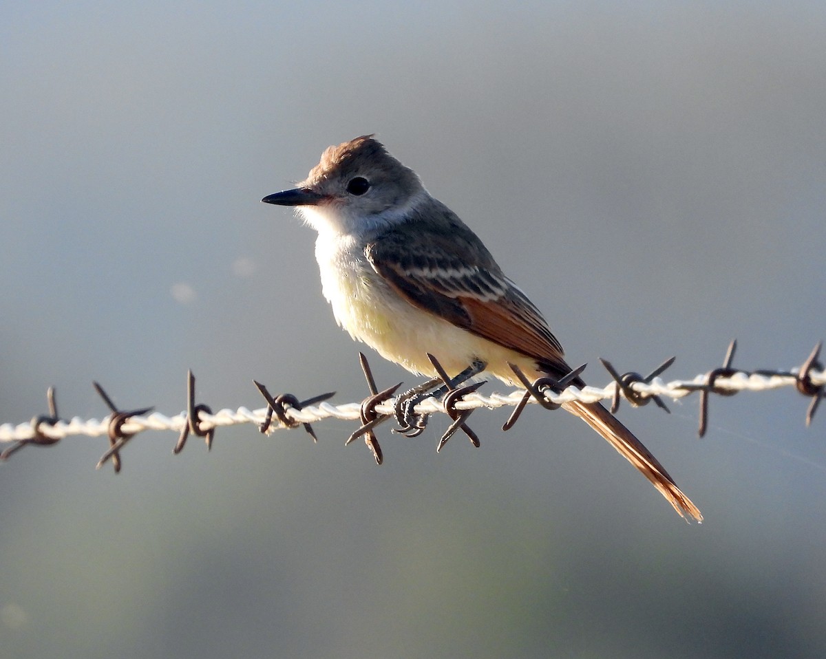 Ash-throated Flycatcher - Norman Pillsbury