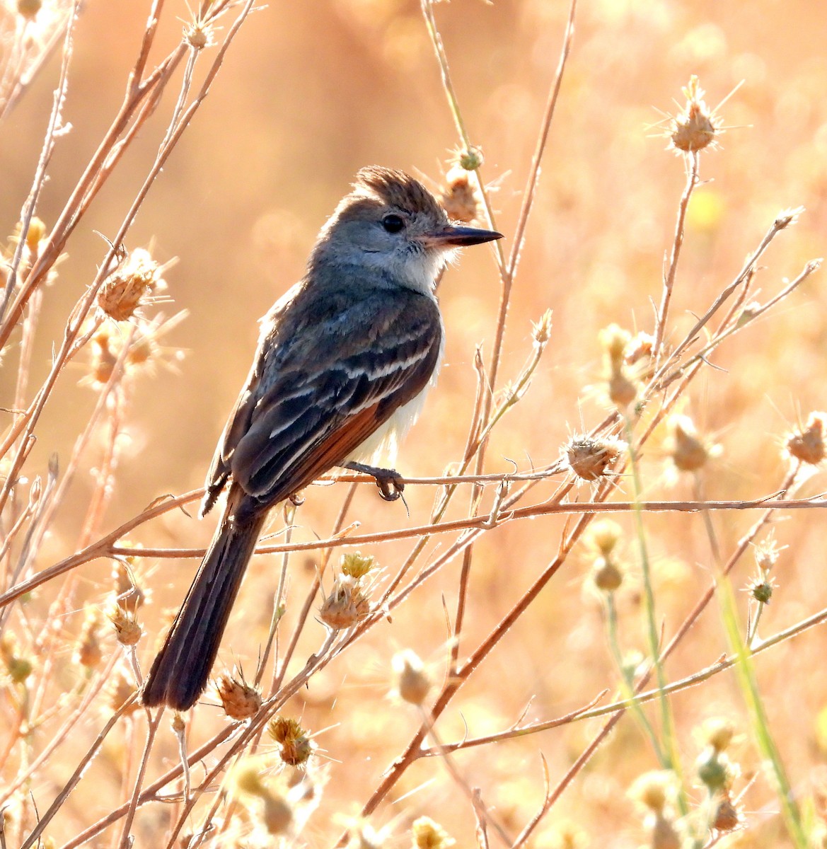 Ash-throated Flycatcher - Norman Pillsbury