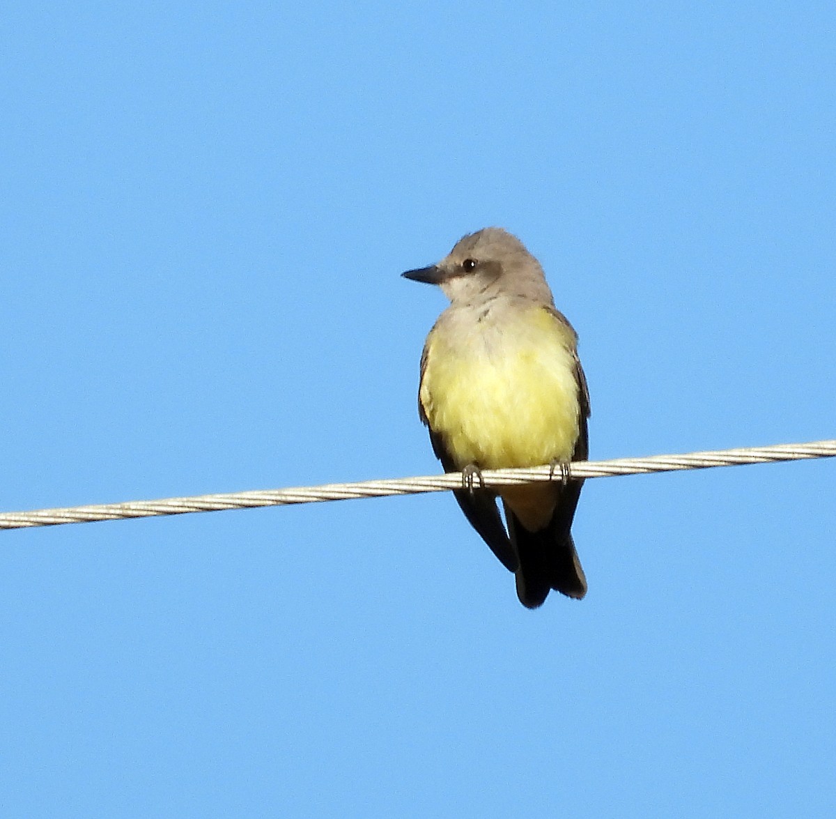 Western Kingbird - Norman Pillsbury