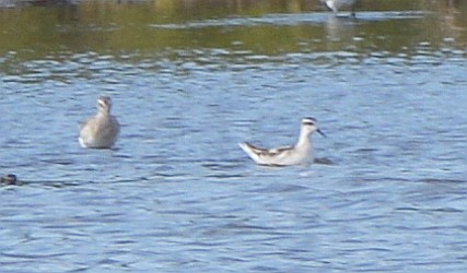 Red-necked Phalarope - ML603716211