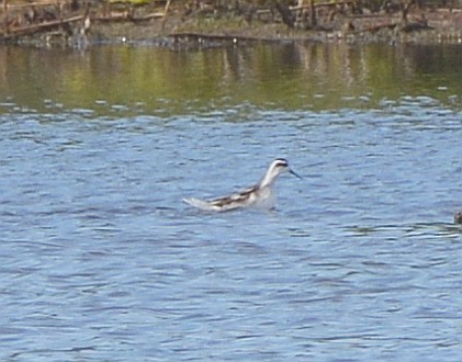 Phalarope à bec étroit - ML603716221