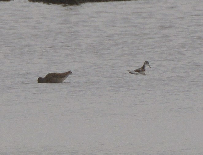 Phalarope à bec étroit - ML603716231