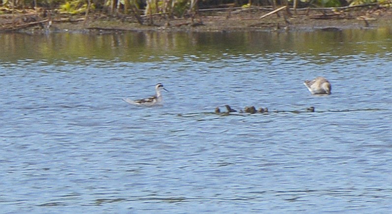 Phalarope à bec étroit - ML603716241