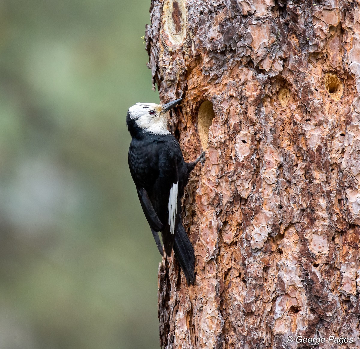 White-headed Woodpecker - ML60371941