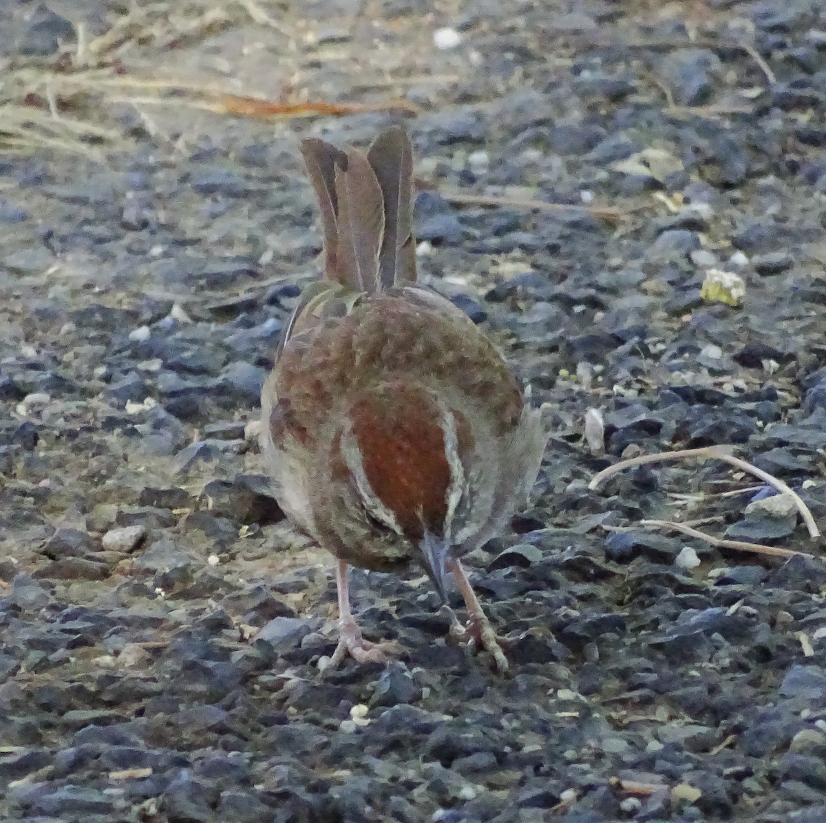 Rufous-crowned Sparrow - Diane Rose