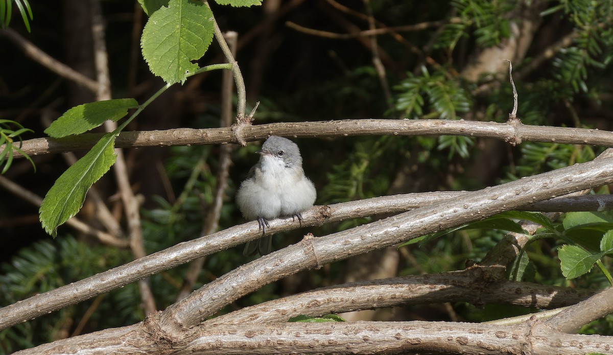 Lesser Whitethroat - ML603721391