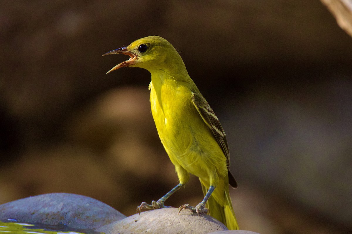 Orchard Oriole - Ardell Winters