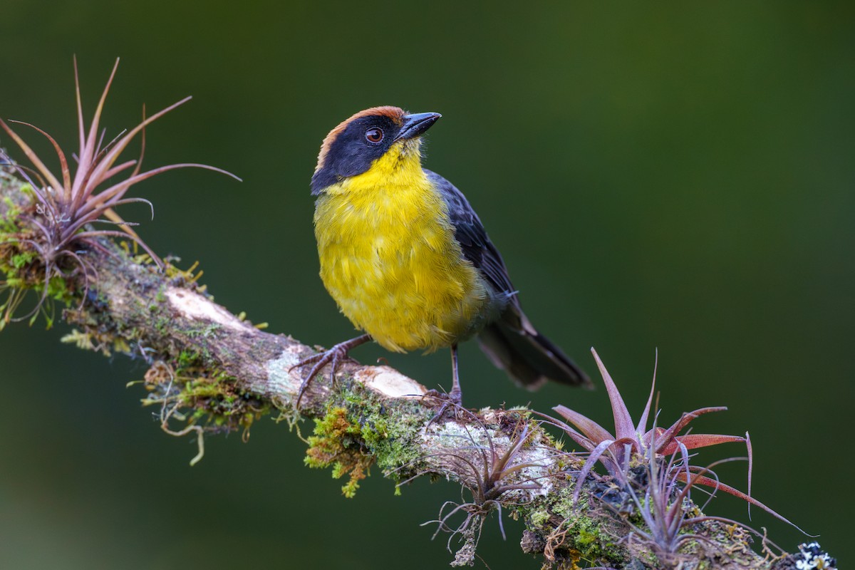 Yellow-breasted Brushfinch - ML603722211