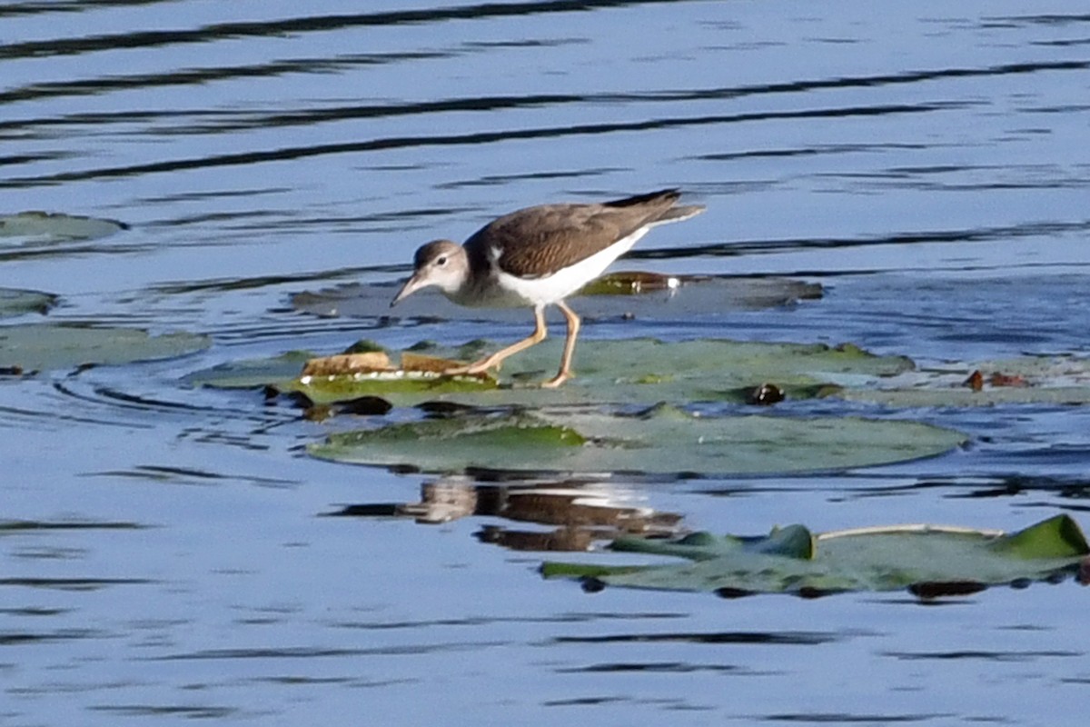 Spotted Sandpiper - ML603723361