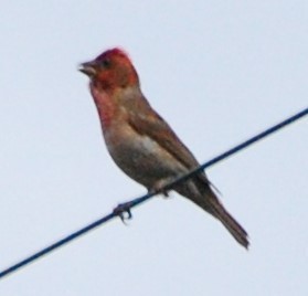 Purple Finch - Colin Meusel