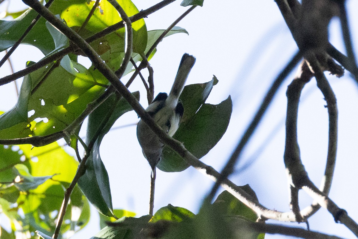 Iquitos Gnatcatcher - Eric VanderWerf