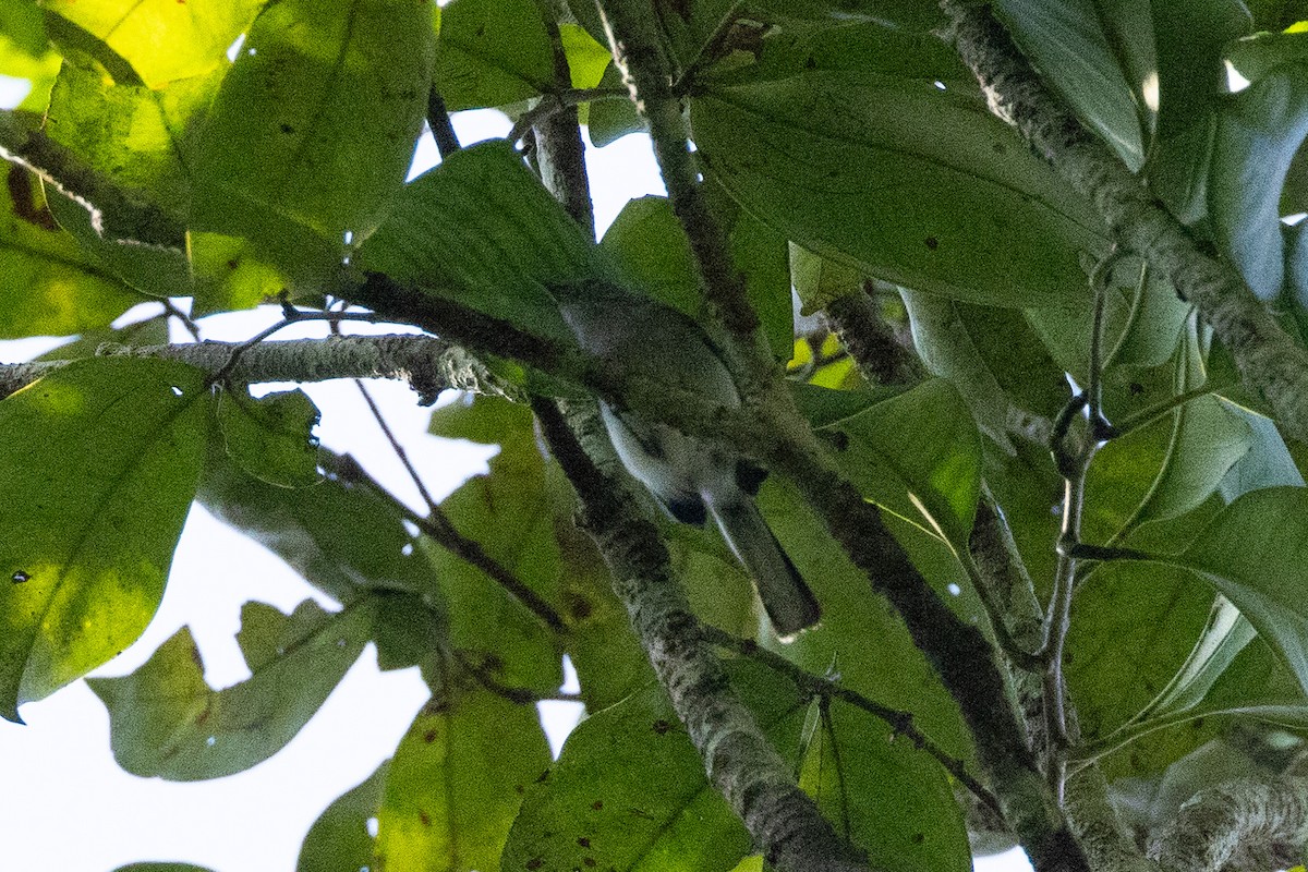 Iquitos Gnatcatcher - Eric VanderWerf