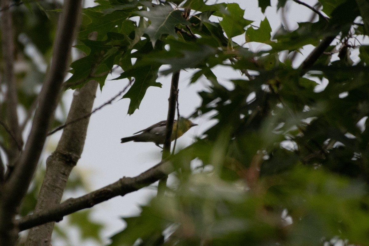 Gelbkehlvireo - ML603725651