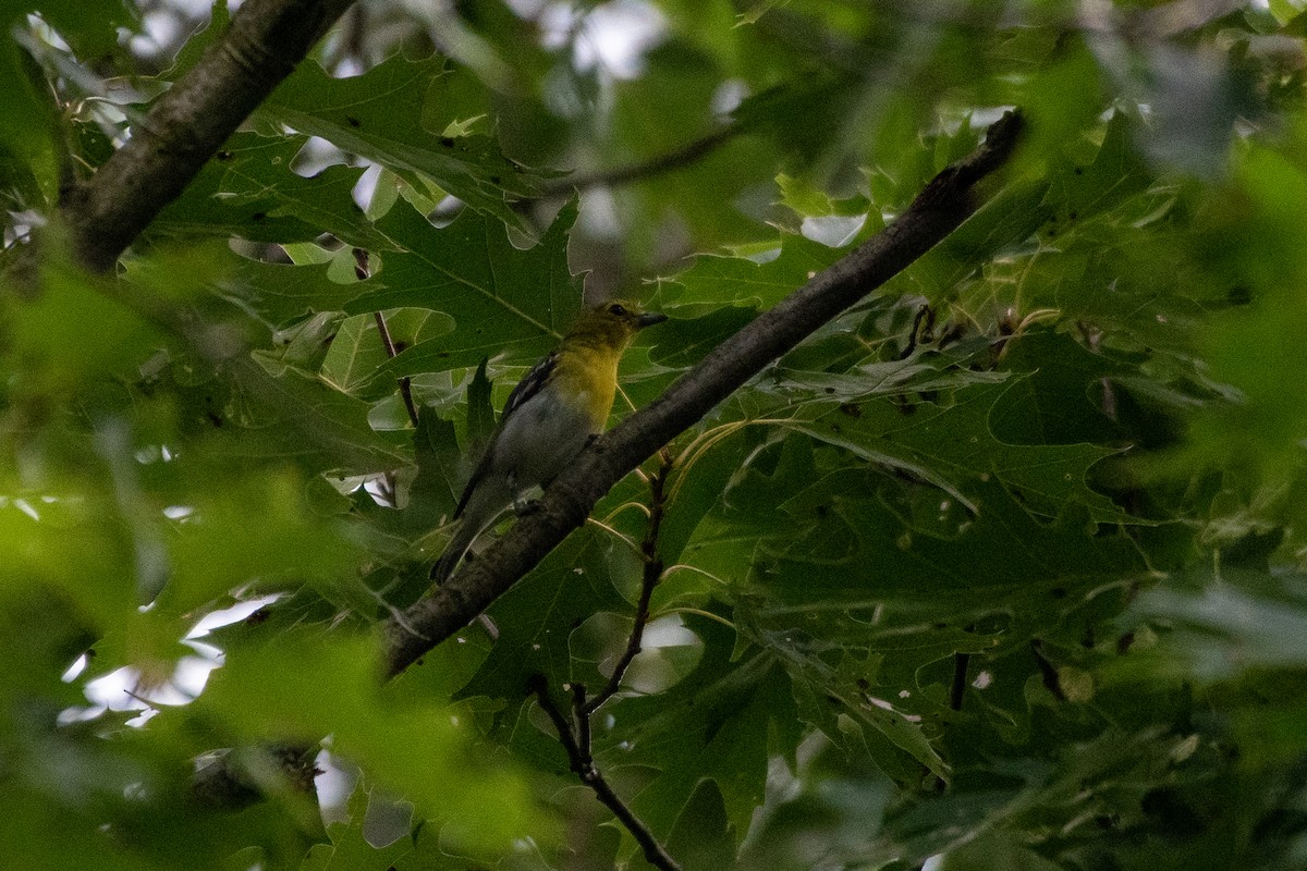 Gelbkehlvireo - ML603725661