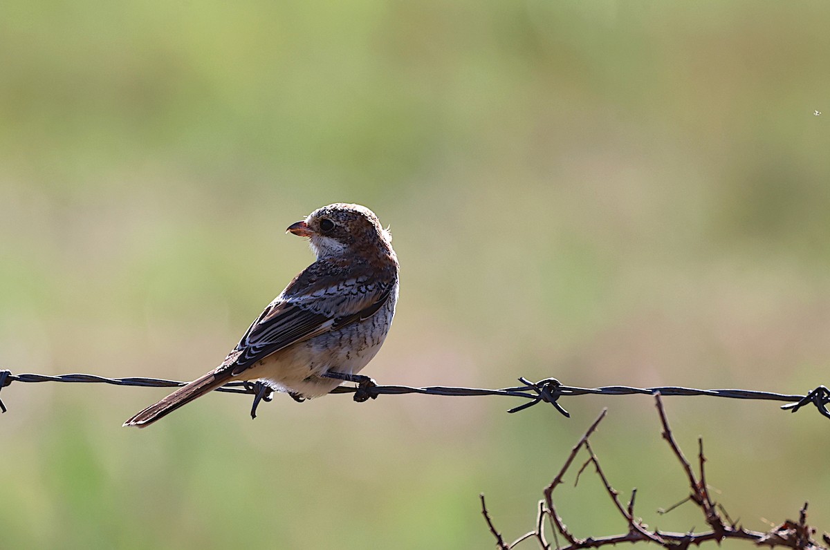 Woodchat Shrike - ML603725711