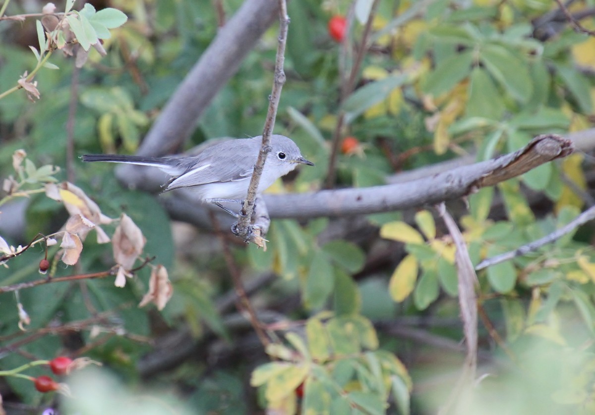 Blue-gray Gnatcatcher - ML603725911