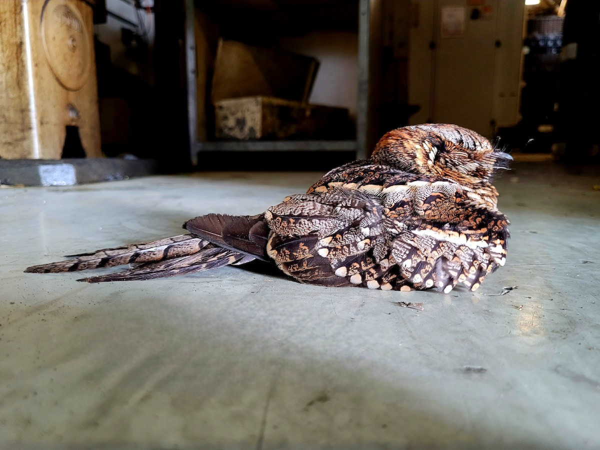 Scissor-tailed Nightjar - ML603726421