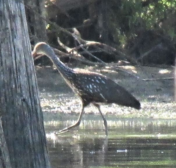 Limpkin - ML603727081