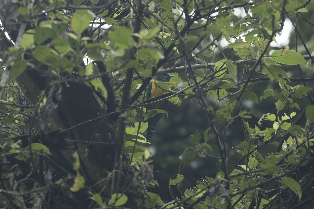 African Emerald Cuckoo - ML603727771