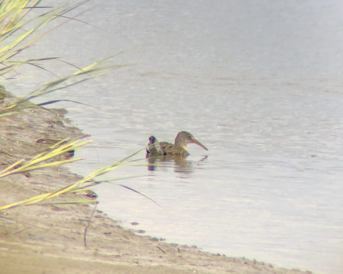 Clapper Rail - ML603728031