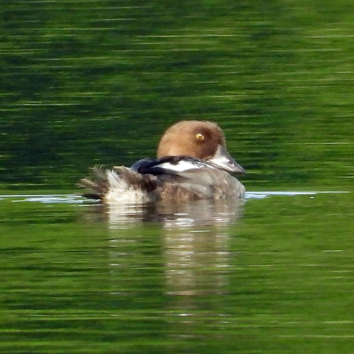 Common Goldeneye - ML603728761