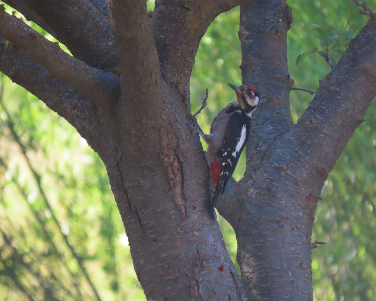 Great Spotted Woodpecker - Andrés Balfagón Sarrión