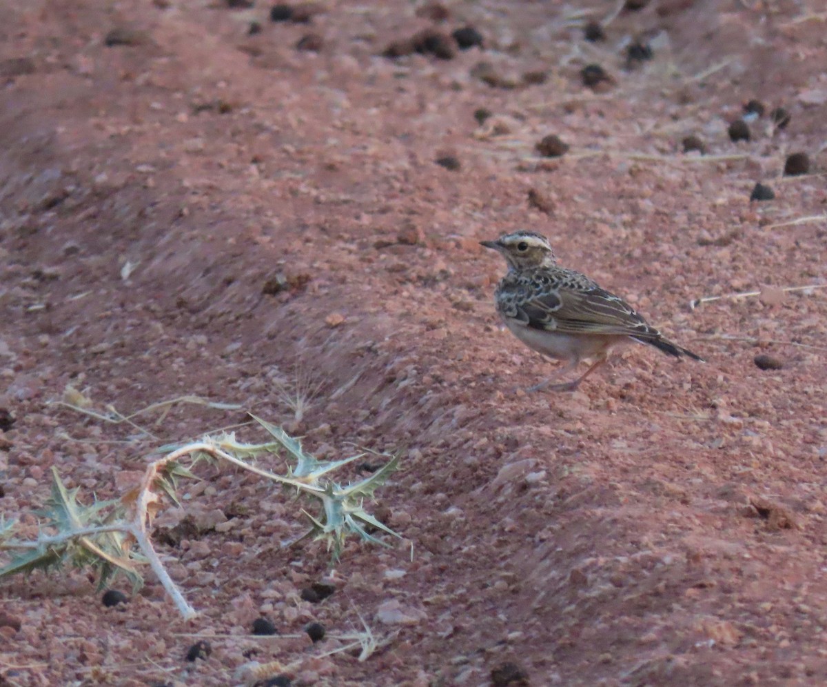 Wood Lark - Andrés Balfagón Sarrión