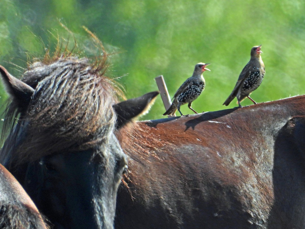 Хар тодол - ML603728911