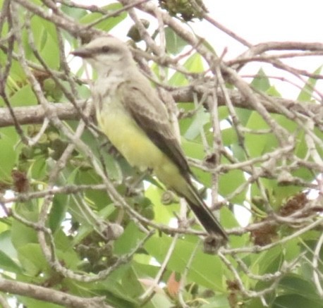 Western Kingbird - ML603728941