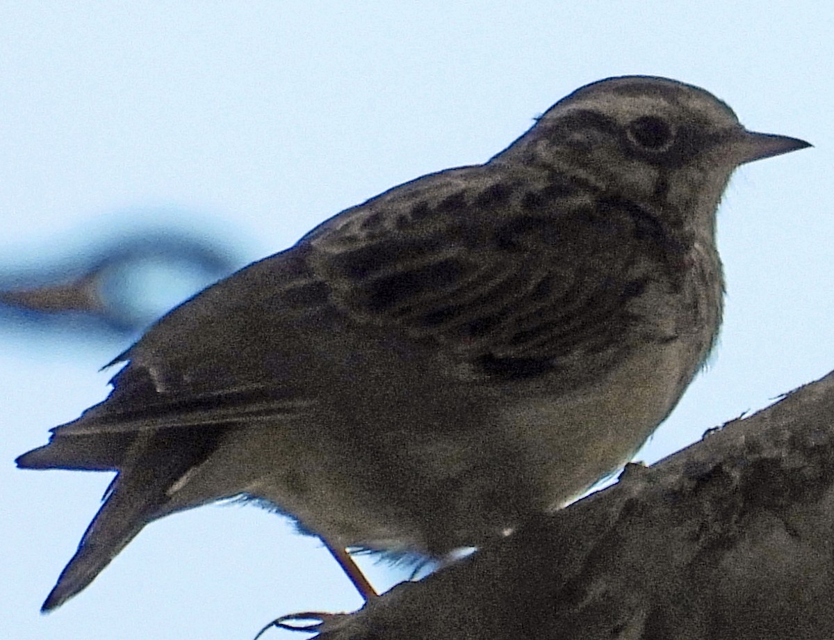 Wood Lark - ML603729031