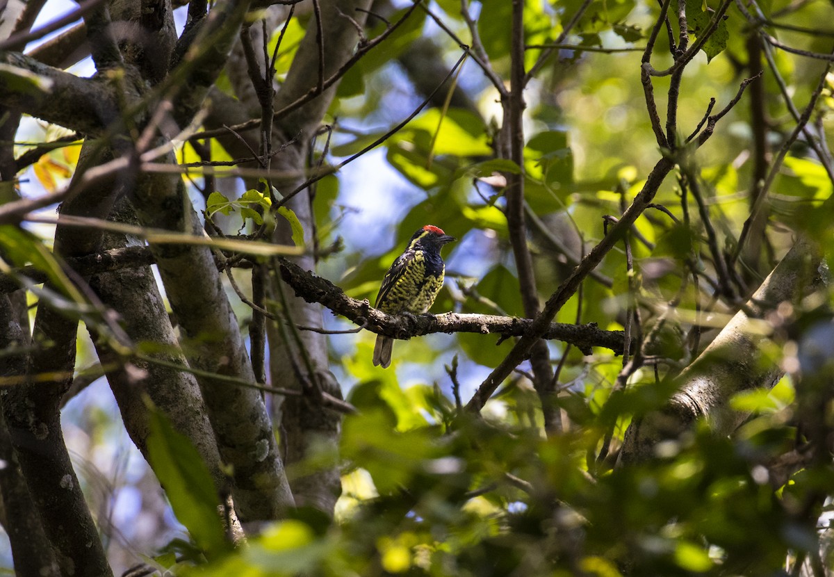 Sarı Benekli Barbet - ML603729211