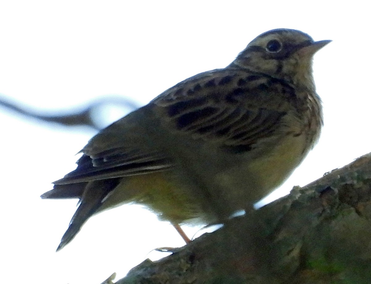 Wood Lark - Peter Jungblut