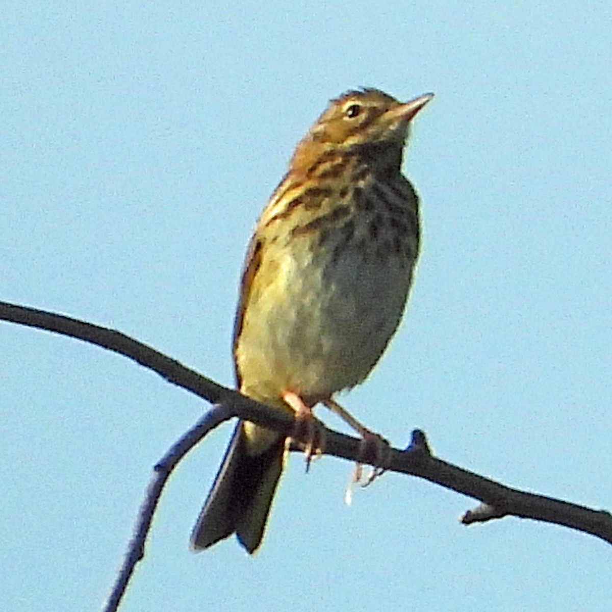 Tree Pipit - ML603729291