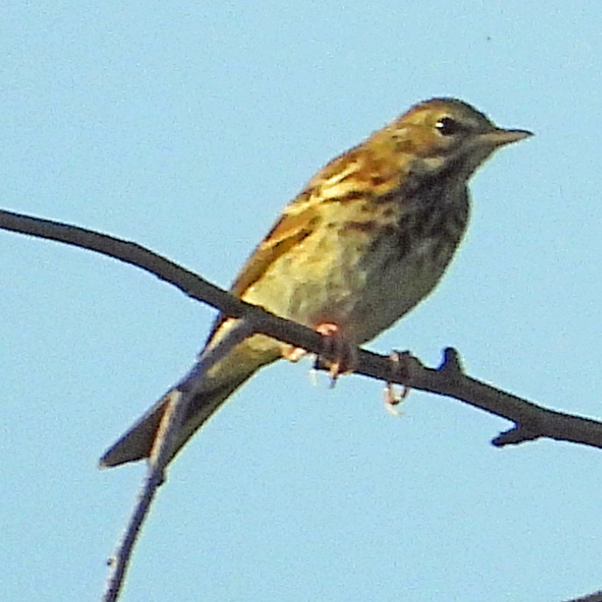 Tree Pipit - ML603729331