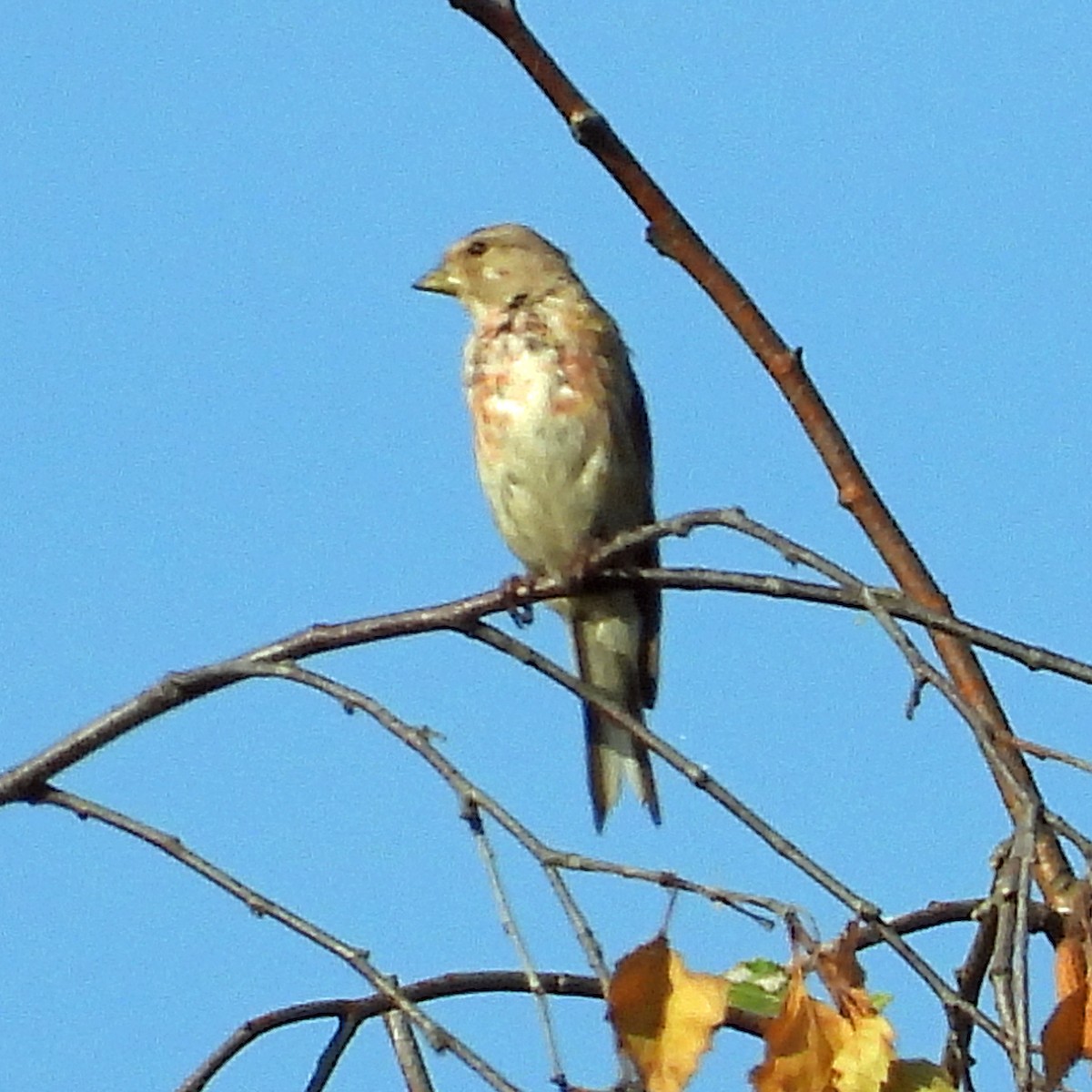 Eurasian Linnet - ML603729811