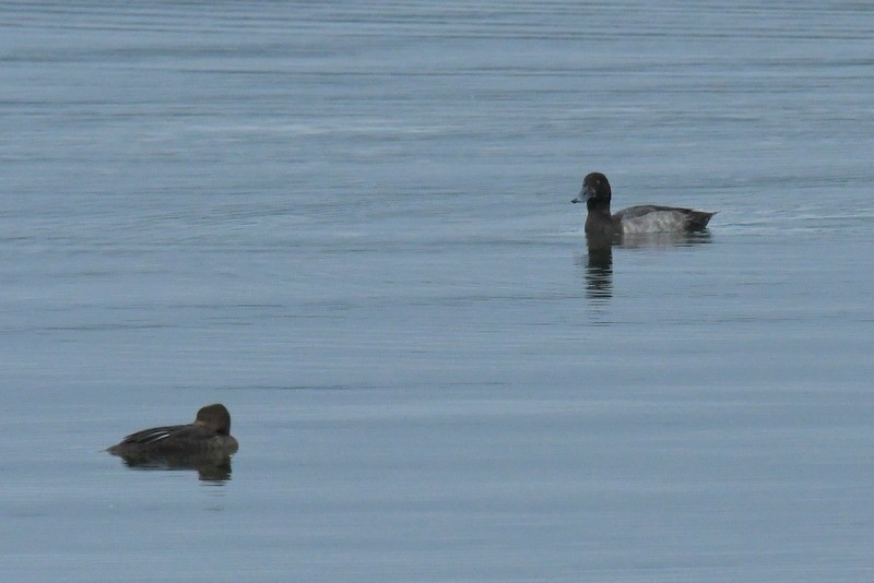 Greater Scaup - ML603731671