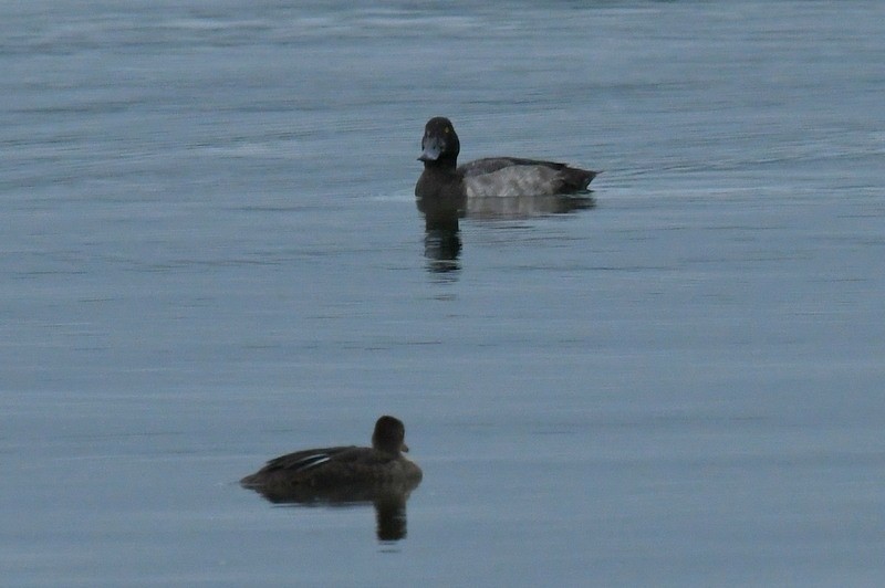 Greater Scaup - ML603731681