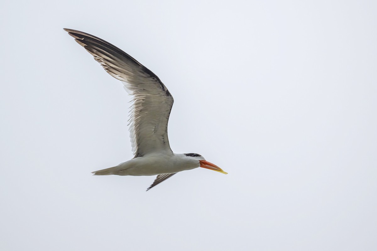 Indian Skimmer - Parthasarathi Chakrabarti