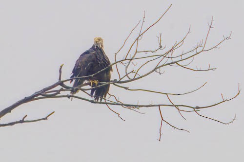 Bald Eagle - ML603734391