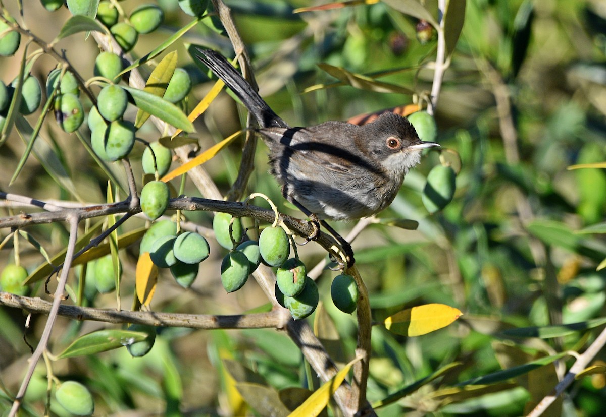 Sardinian Warbler - ML603734731