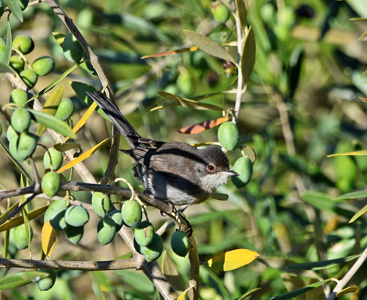 Sardinian Warbler - ML603734741