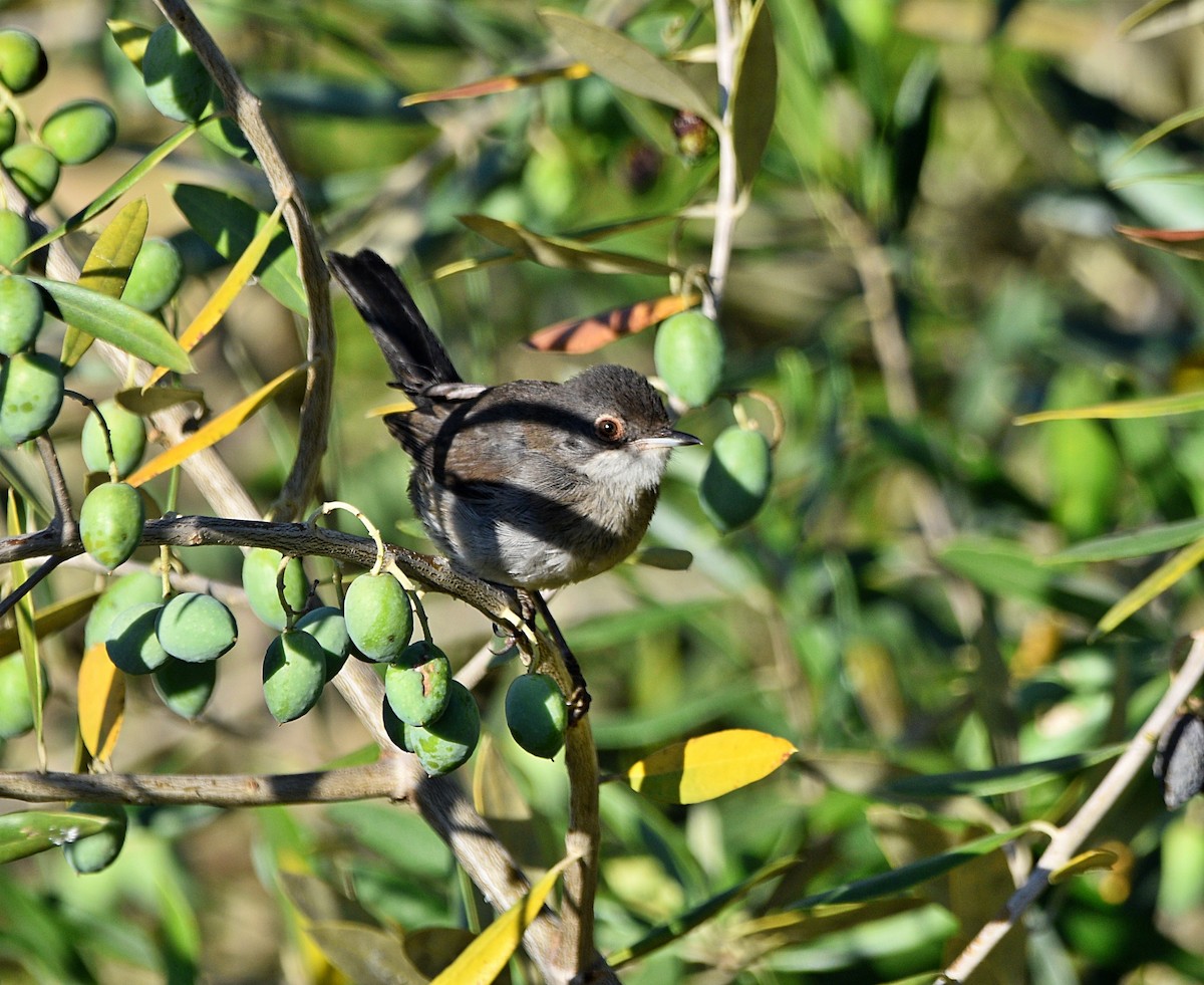 Sardinian Warbler - ML603734761