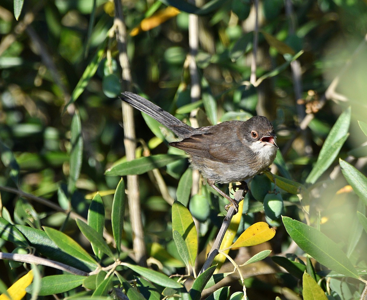 Sardinian Warbler - ML603734781