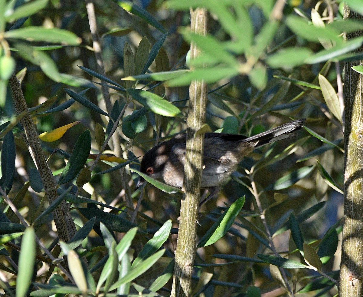 Sardinian Warbler - ML603734791